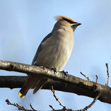 Bohemian waxwing