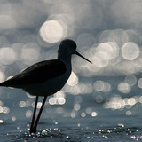Black-winged stilt