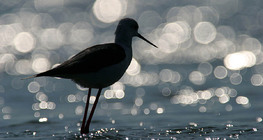 Black-winged stilt