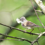 Common whitethroat