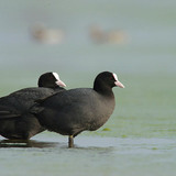 Pair of Eurasian coots
