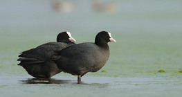 Pair of Eurasian coots