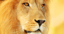 Male lion 