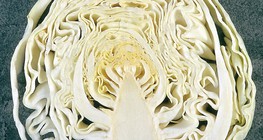 Cabbage