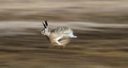 European hare