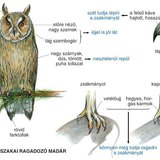 A bagoly testfelépítése