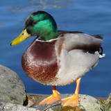 Mallard