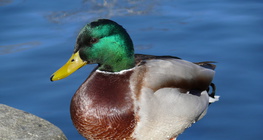 Mallard