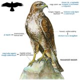 Egerészölyv felépítése