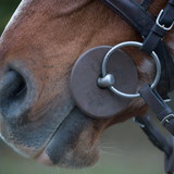 Horse wearing a snuffle