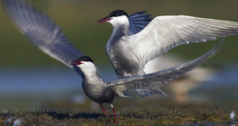 Whiskered terns mating