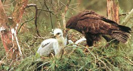 Common buzzard feeding the young bird