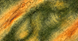 Folds of human finger skin under polarized light