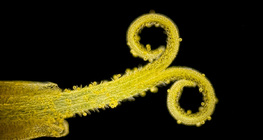 Dandelion stigma with pollen (white light, dark background)