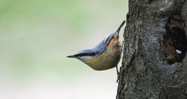 Eurasian nuthatch