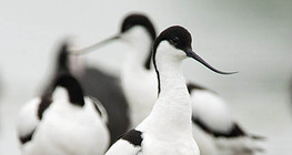 Pied avocet