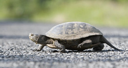 European pond turtle