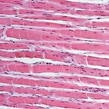 Мускулната тъкан