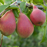 Pear