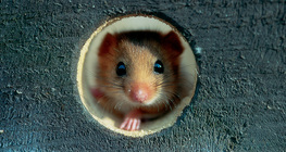 Hazel dormouse
