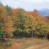 Deciduous forest in autumn