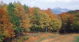 Deciduous forest in autumn