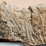 Limestone with fossils