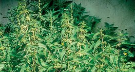 Nettle bush