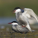 Whiskered terns mating