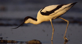 Pied avocet