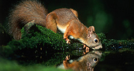 Squirrel drinking