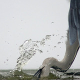 Grey heron fishing