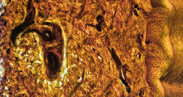 Cross section of human finger skin