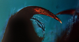 Spider&nbsp;chelicera with venom fang