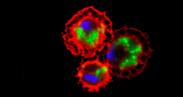 Drosophila haemocytes (stained red) devouring bacteria (stained green)
