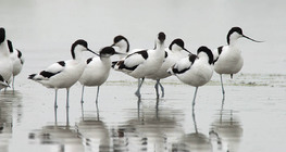 Pied avocets