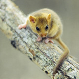 Hazel dormouse