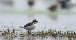 Kentish plover