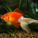 Златна рибка