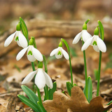 Snowdrop