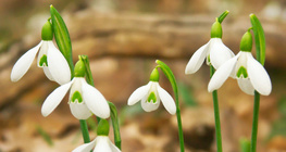 Snowdrop