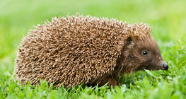 Hedgehog