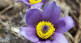 Greater pasque flower