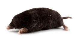 European mole