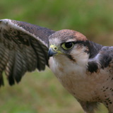Falcon