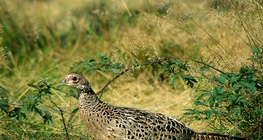 Pheasant (female)