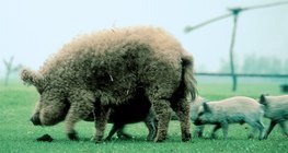 Mangalica