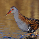 Water rail
