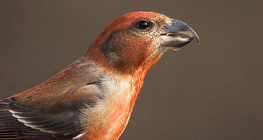 Common crossbill (male)
