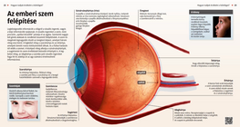 The Structure of the Human Eyes